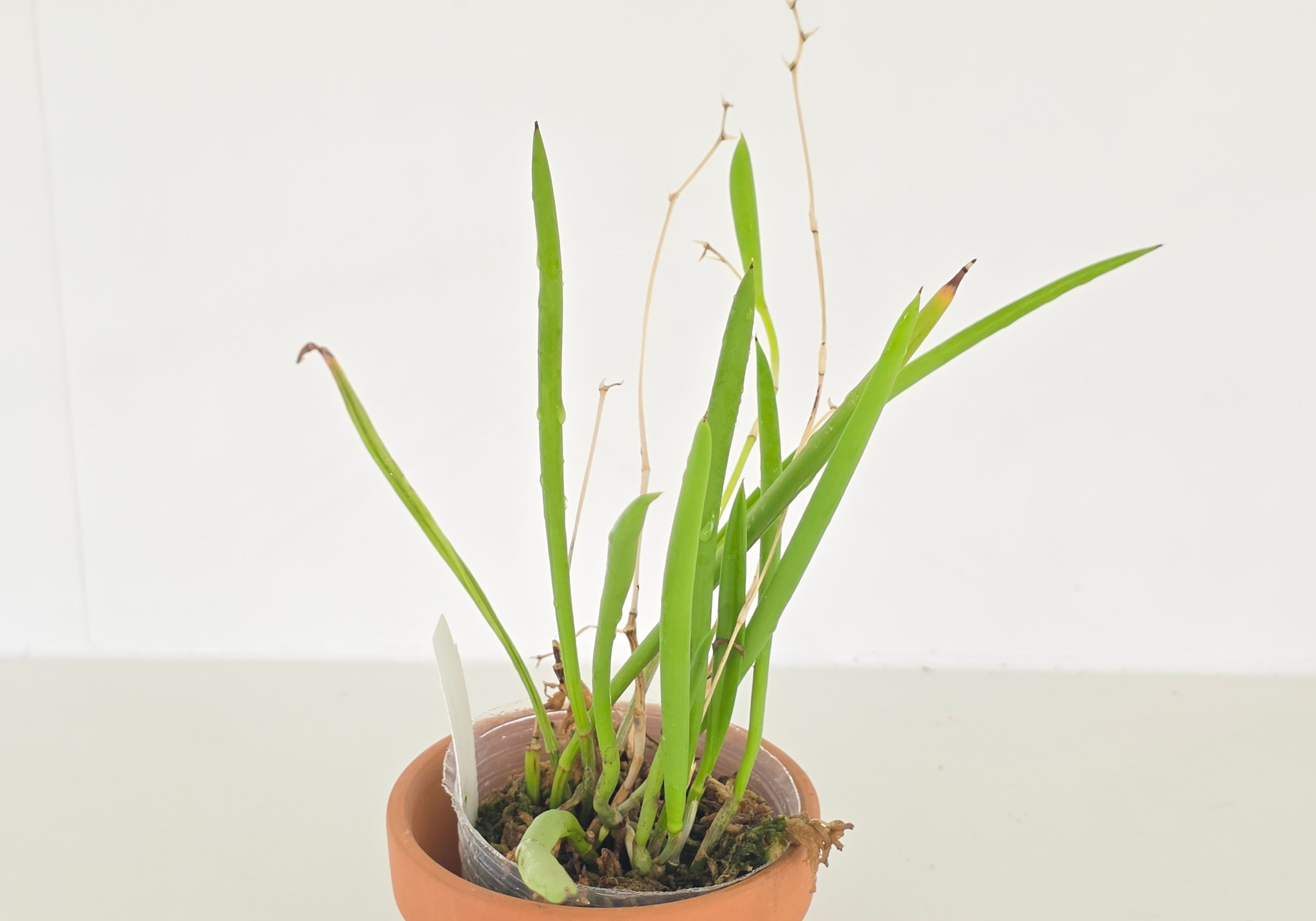 Brassavola nodosa