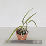 Brassavola fragrans / tuberculata