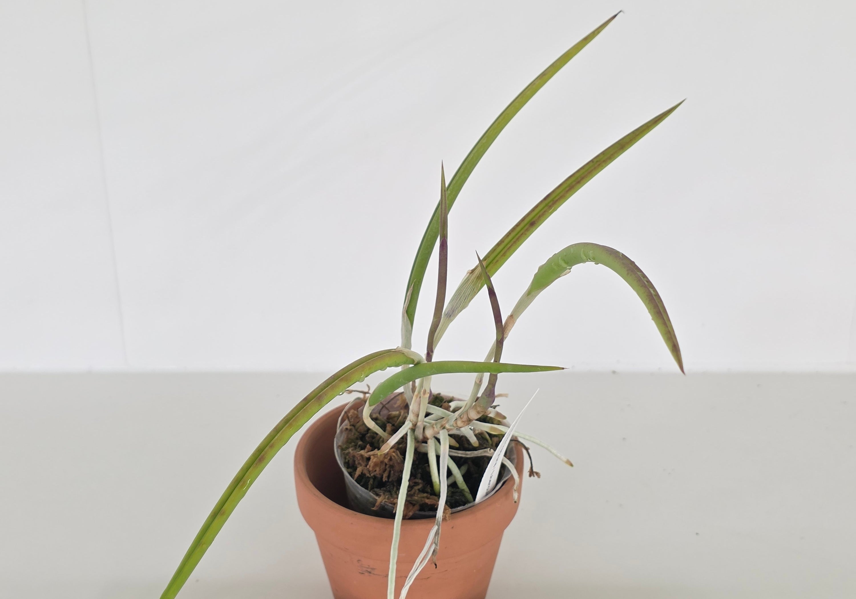 Brassavola fragrans / tuberculata