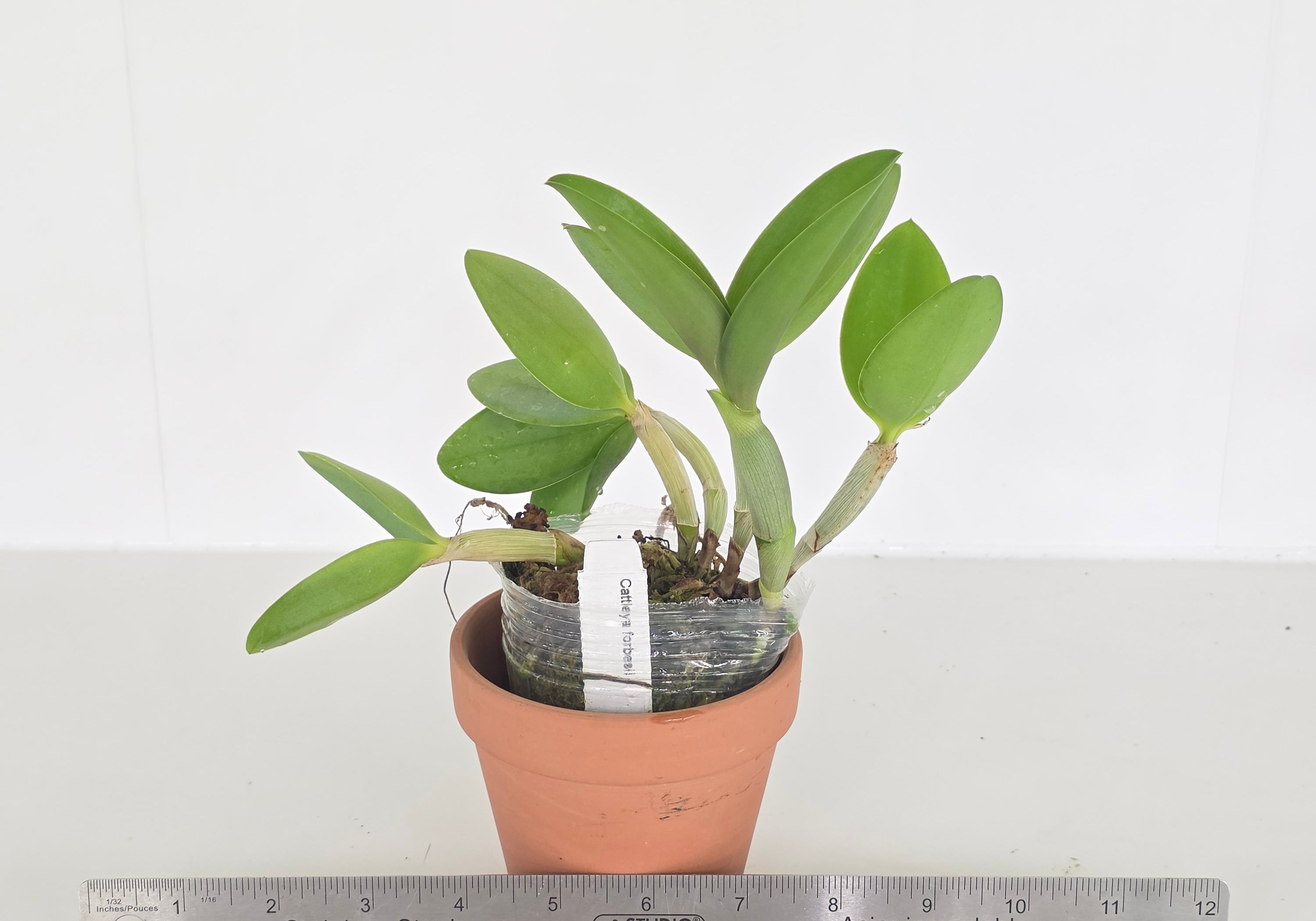 Cattleya forbesii