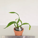Encyclia cochleata