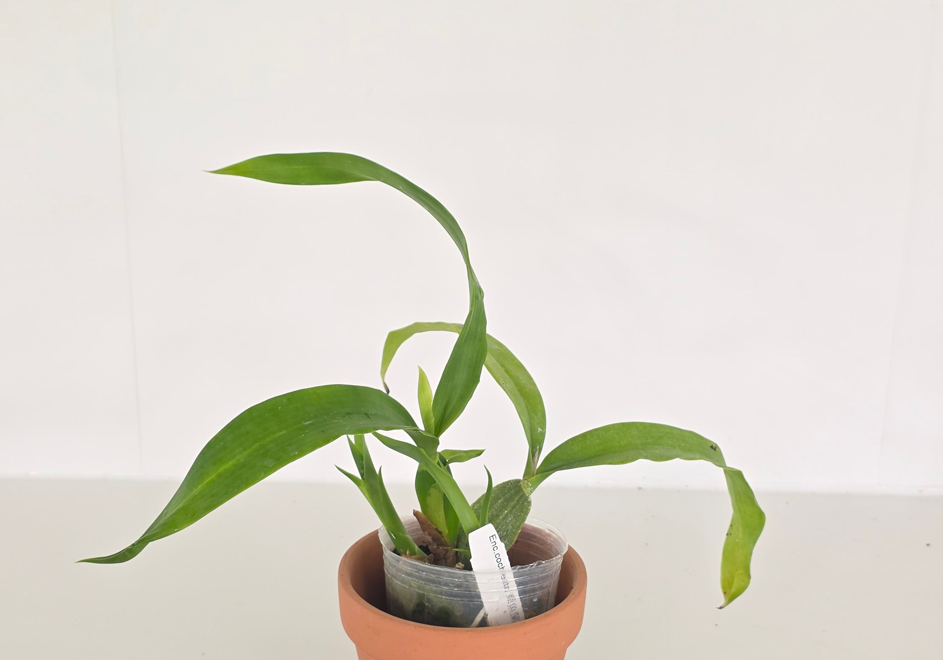 Encyclia cochleata