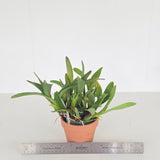 Encyclia prismatocarpa