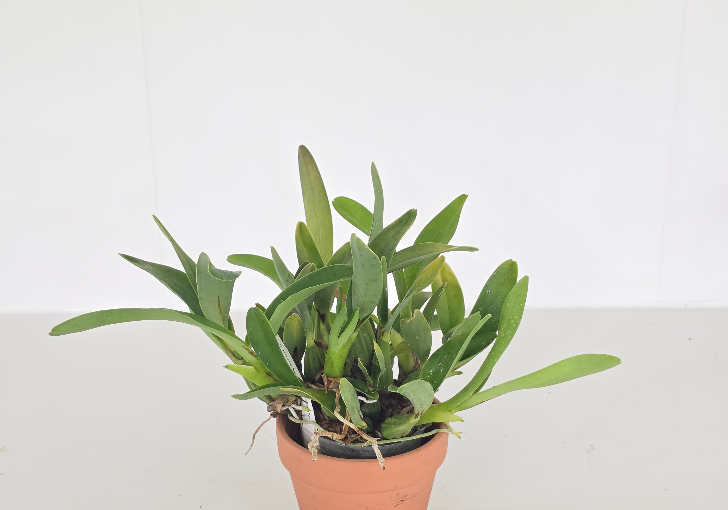 Encyclia prismatocarpa