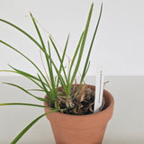 Encyclia bractescens
