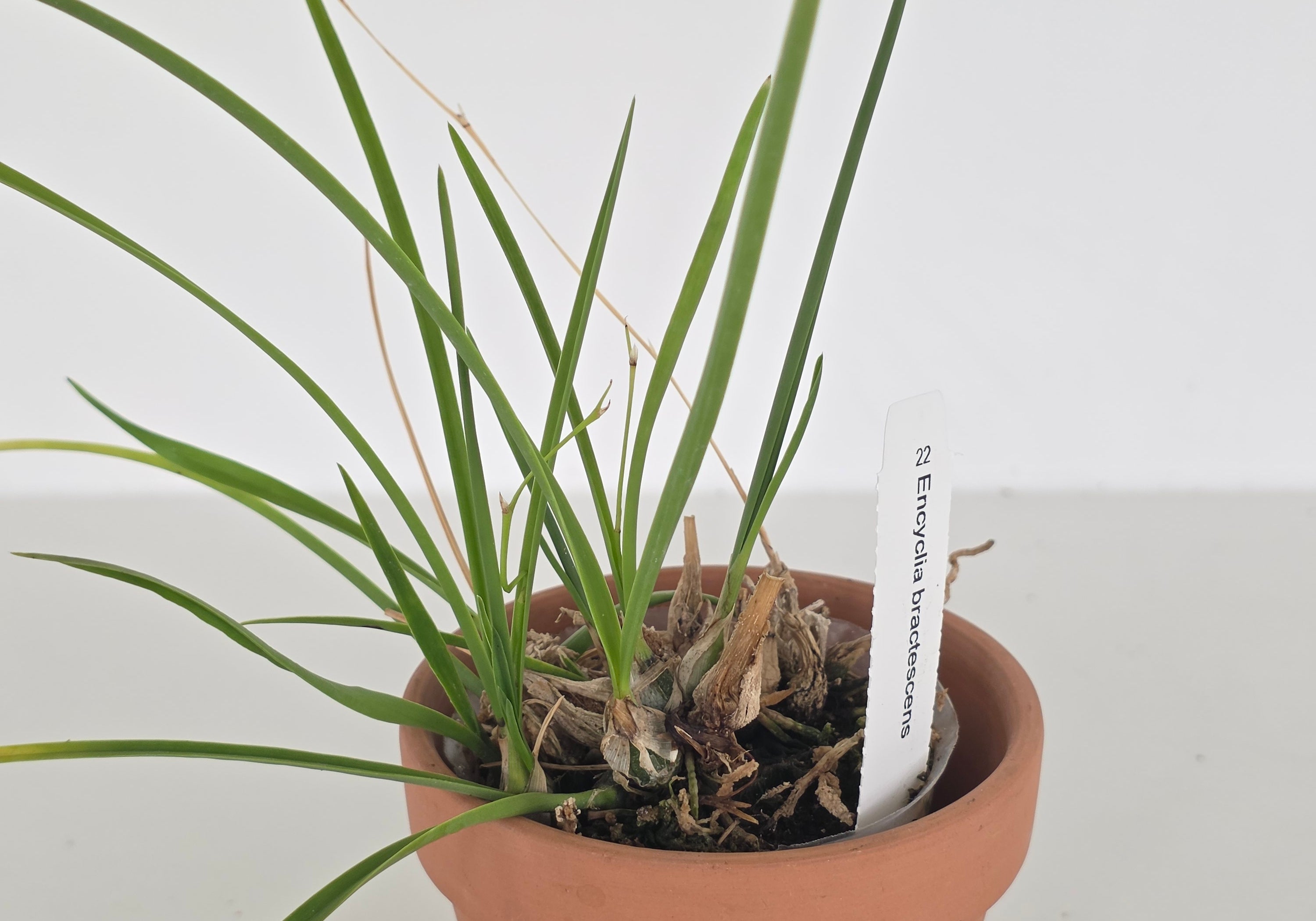 Encyclia bractescens