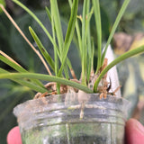 Encyclia bractescens