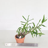 Dendrobium bracteosum