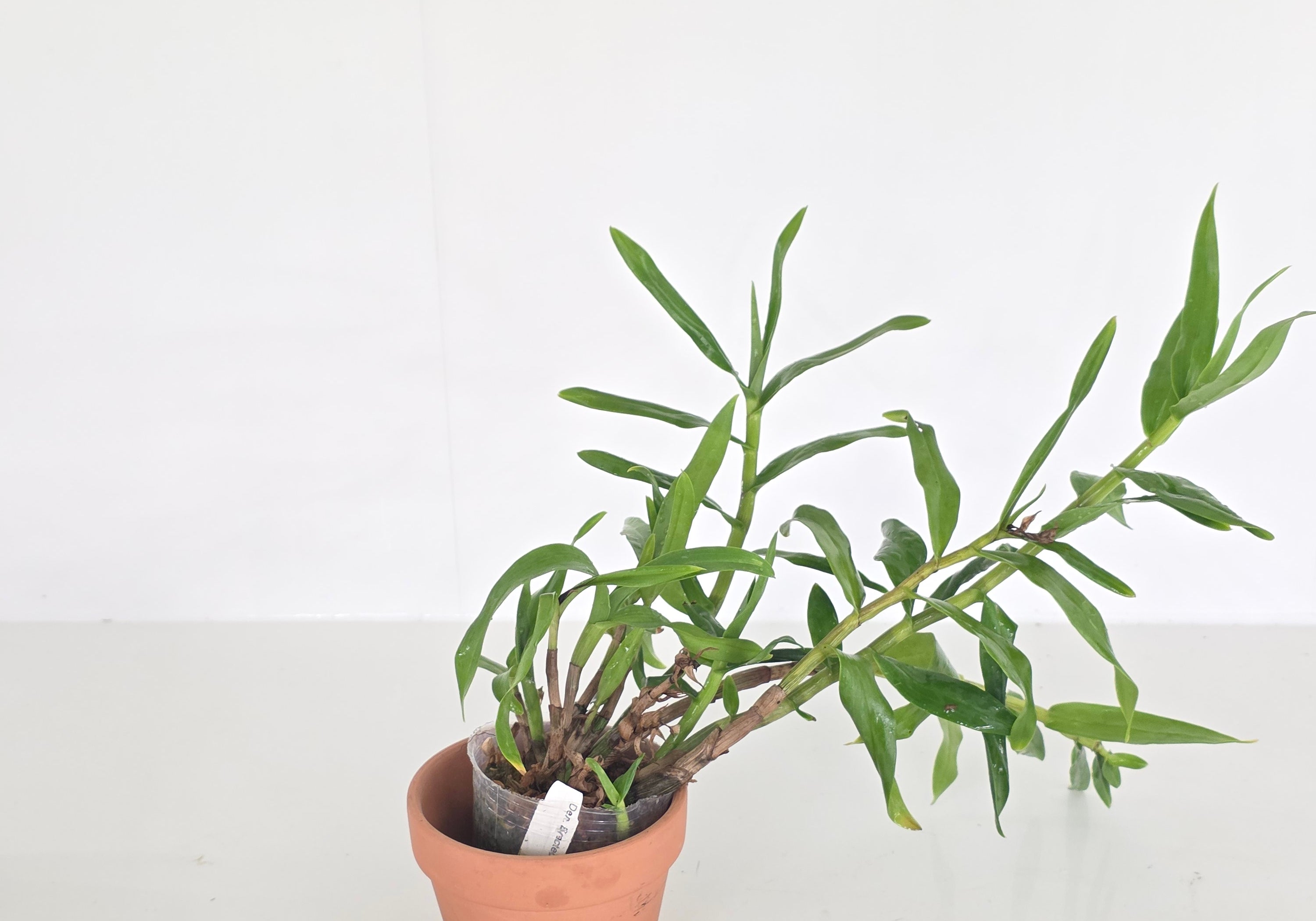 Dendrobium bracteosum