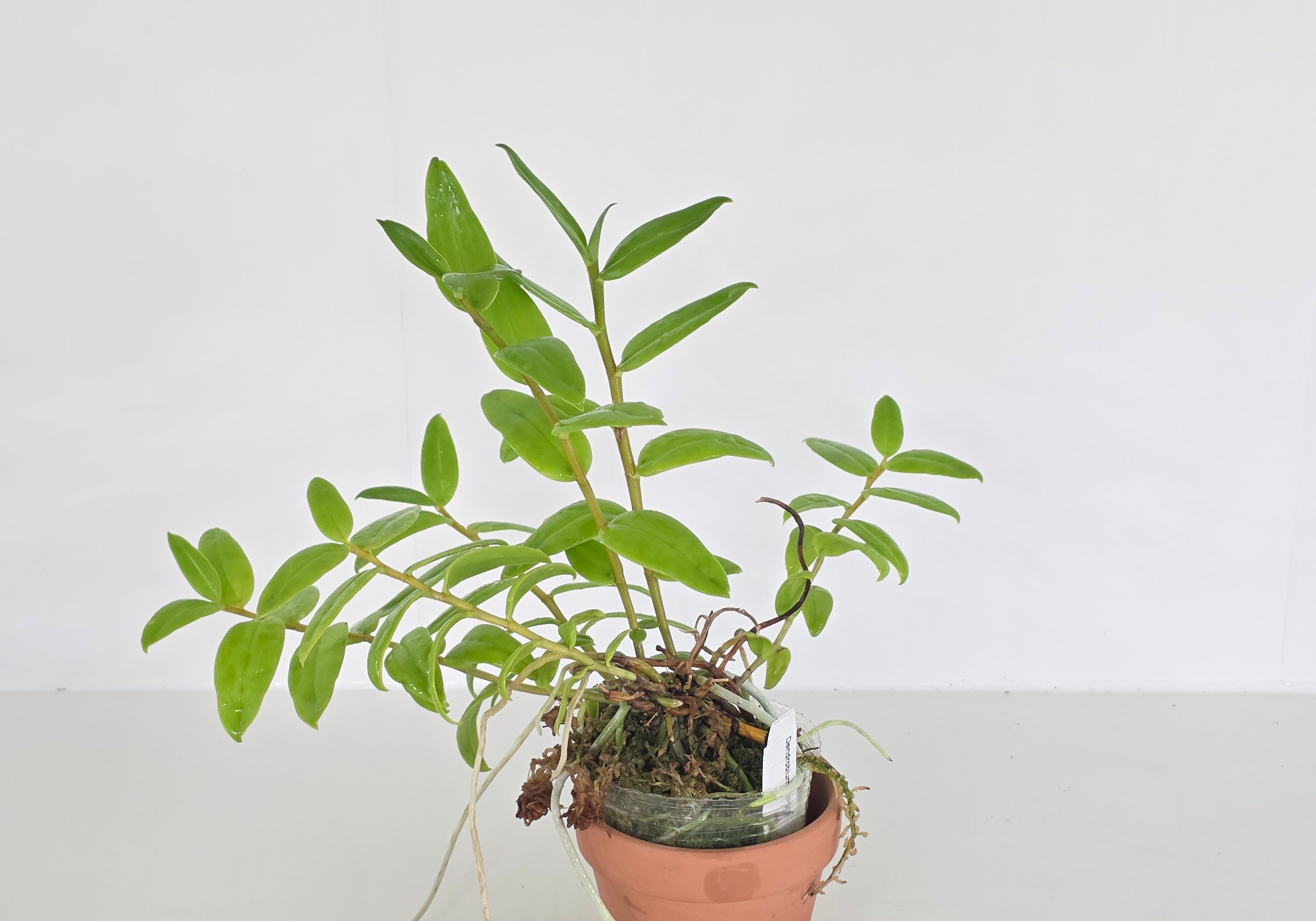 Dendrobium insigne