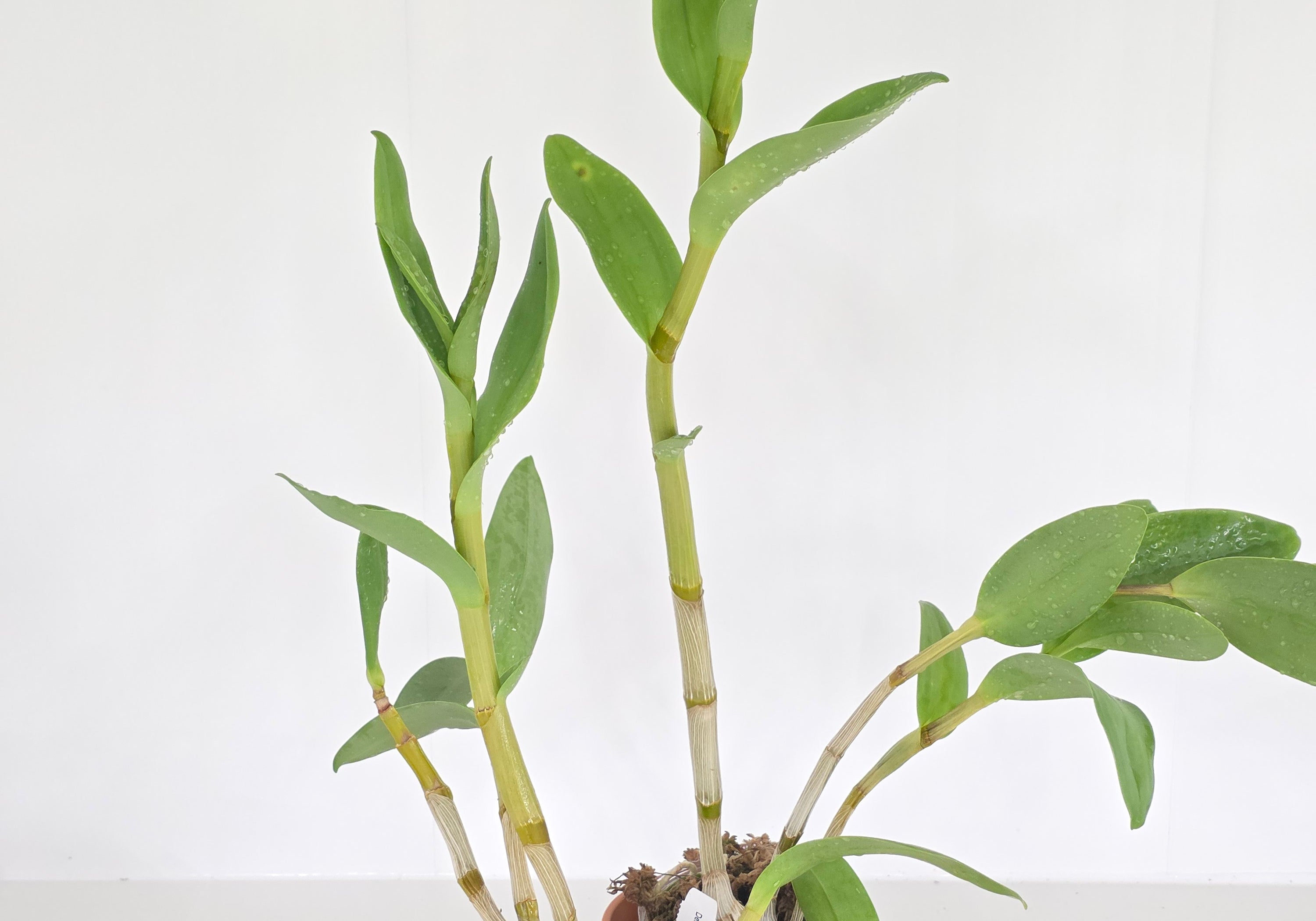 Dendrobium nindii
