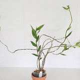 Dendrobium roslii (syn.terengganuensis)