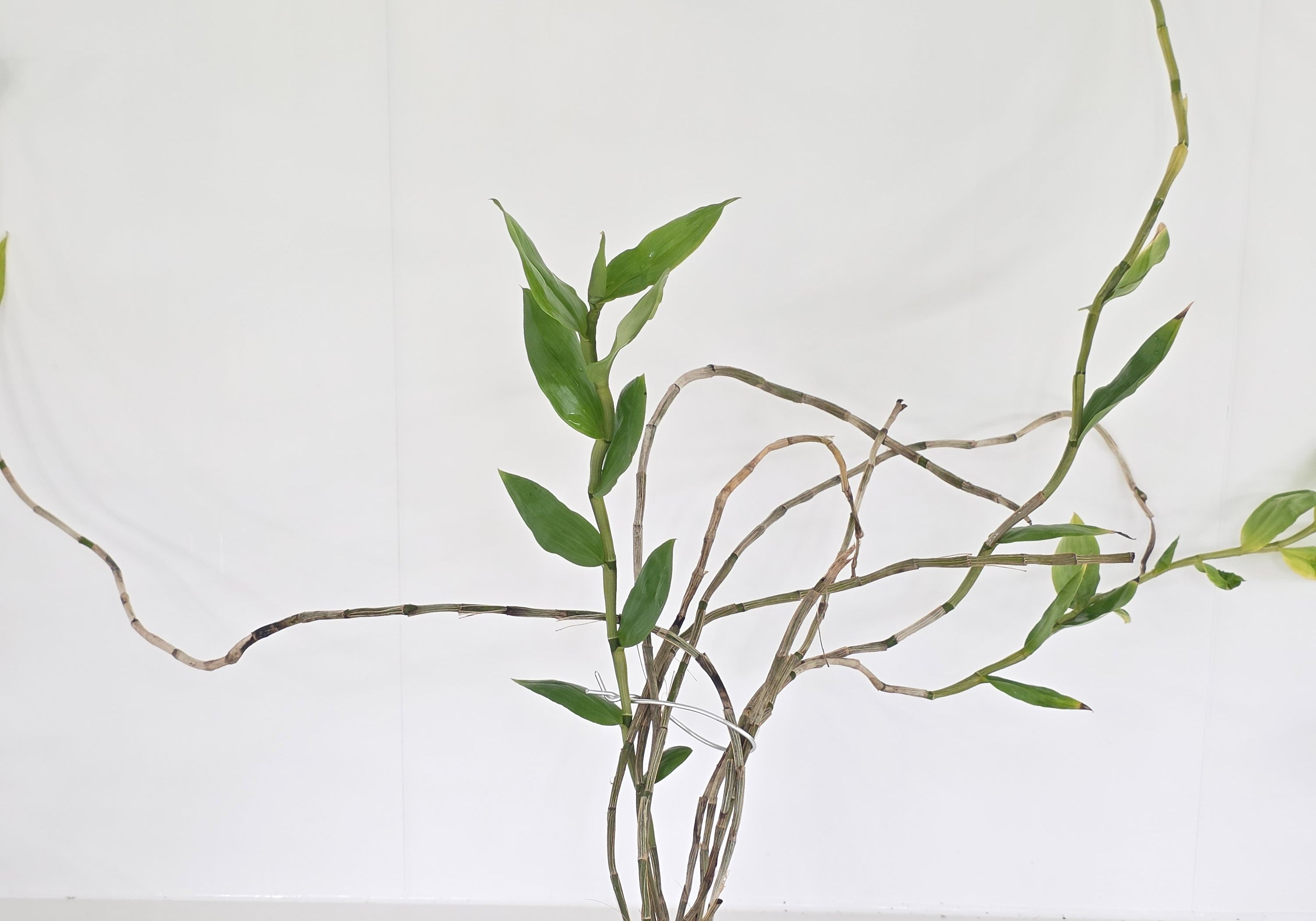 Dendrobium roslii (syn.terengganuensis)