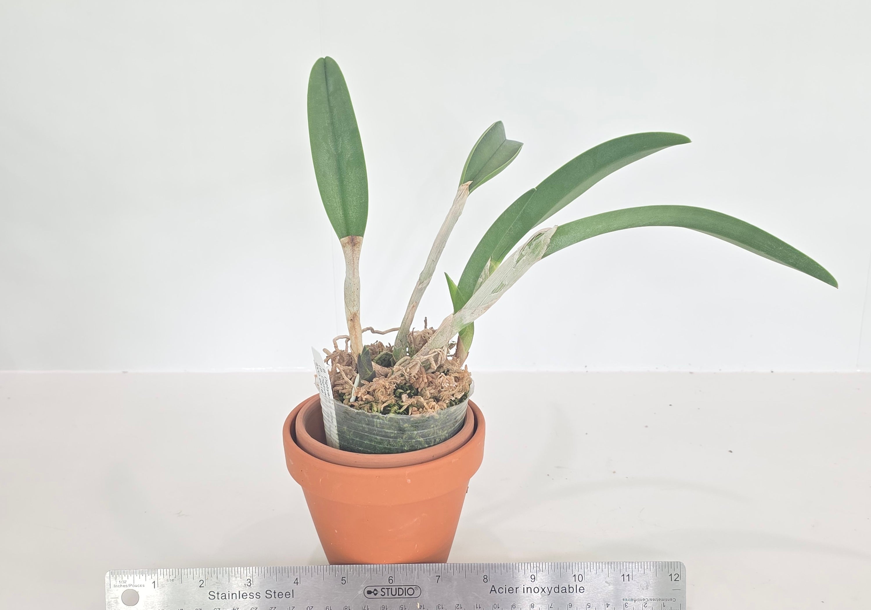 Rhyncholaelia digbyana