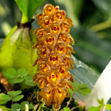 Bulbophyllum careyanum