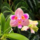Phal Joy Fairy Tale