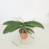 Phal. Thinkerbell