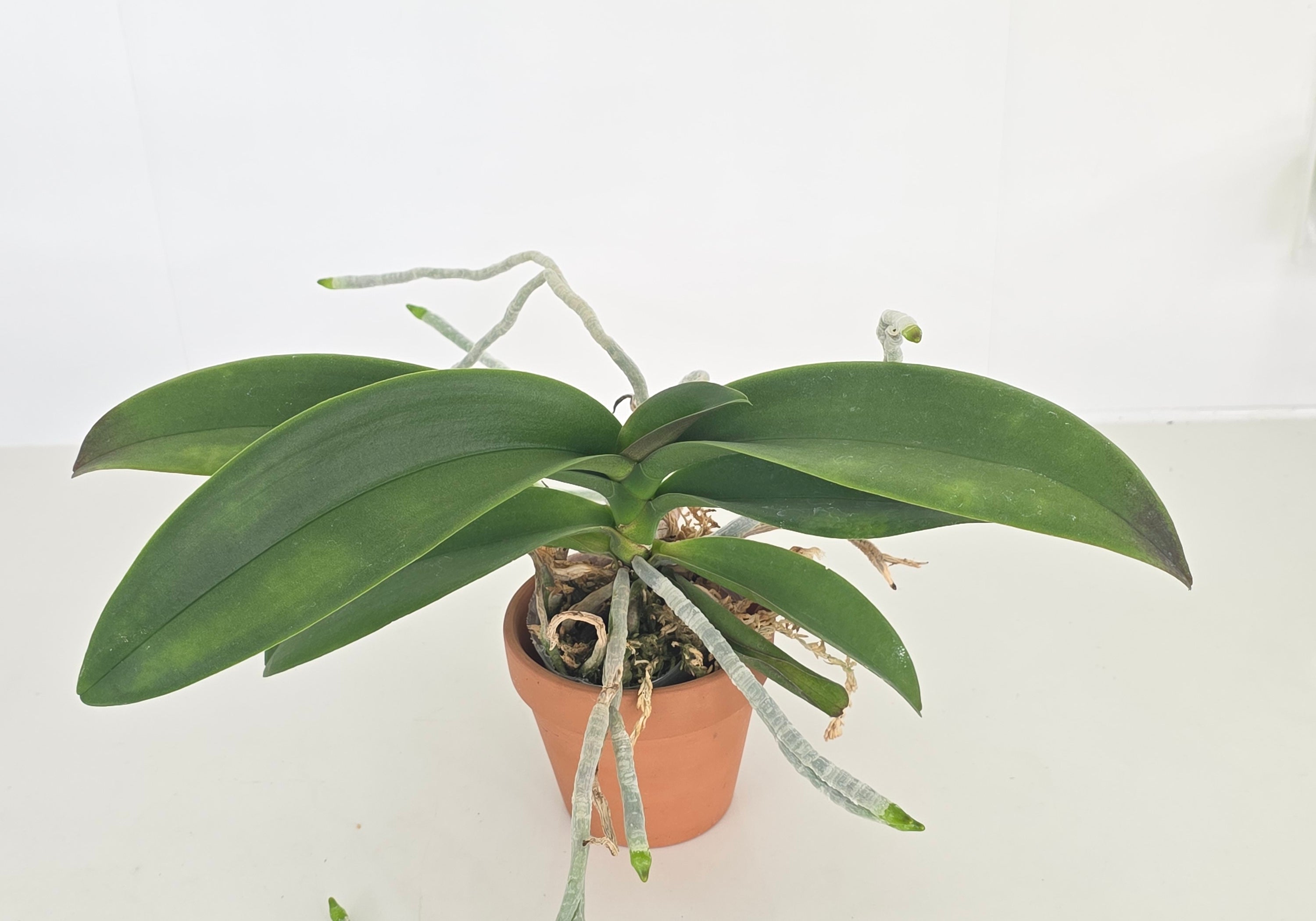 Phal. Thinkerbell