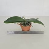 Phal. Brother Prince 'Hai Tony'