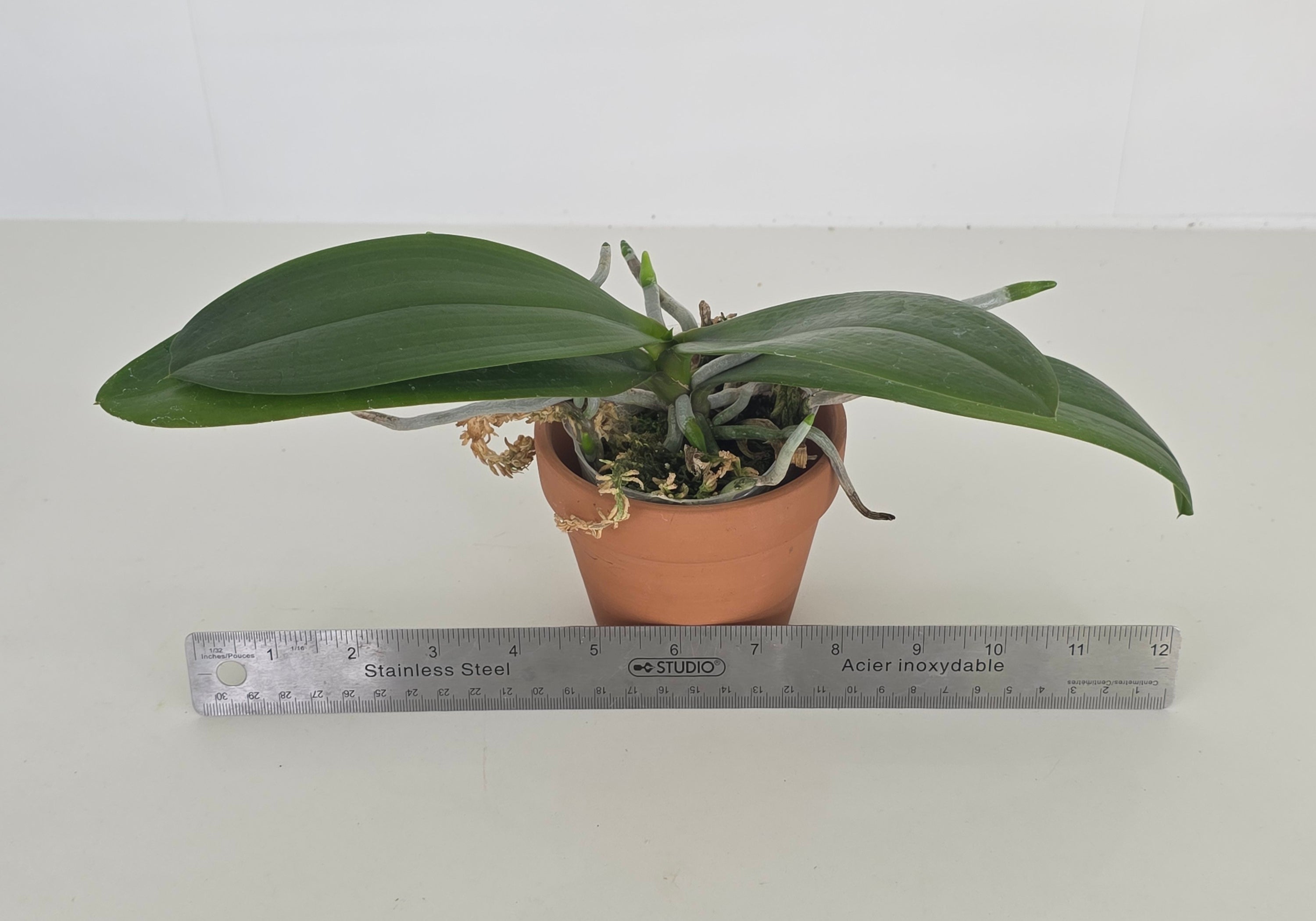 Phal. Brother Prince 'Hai Tony'