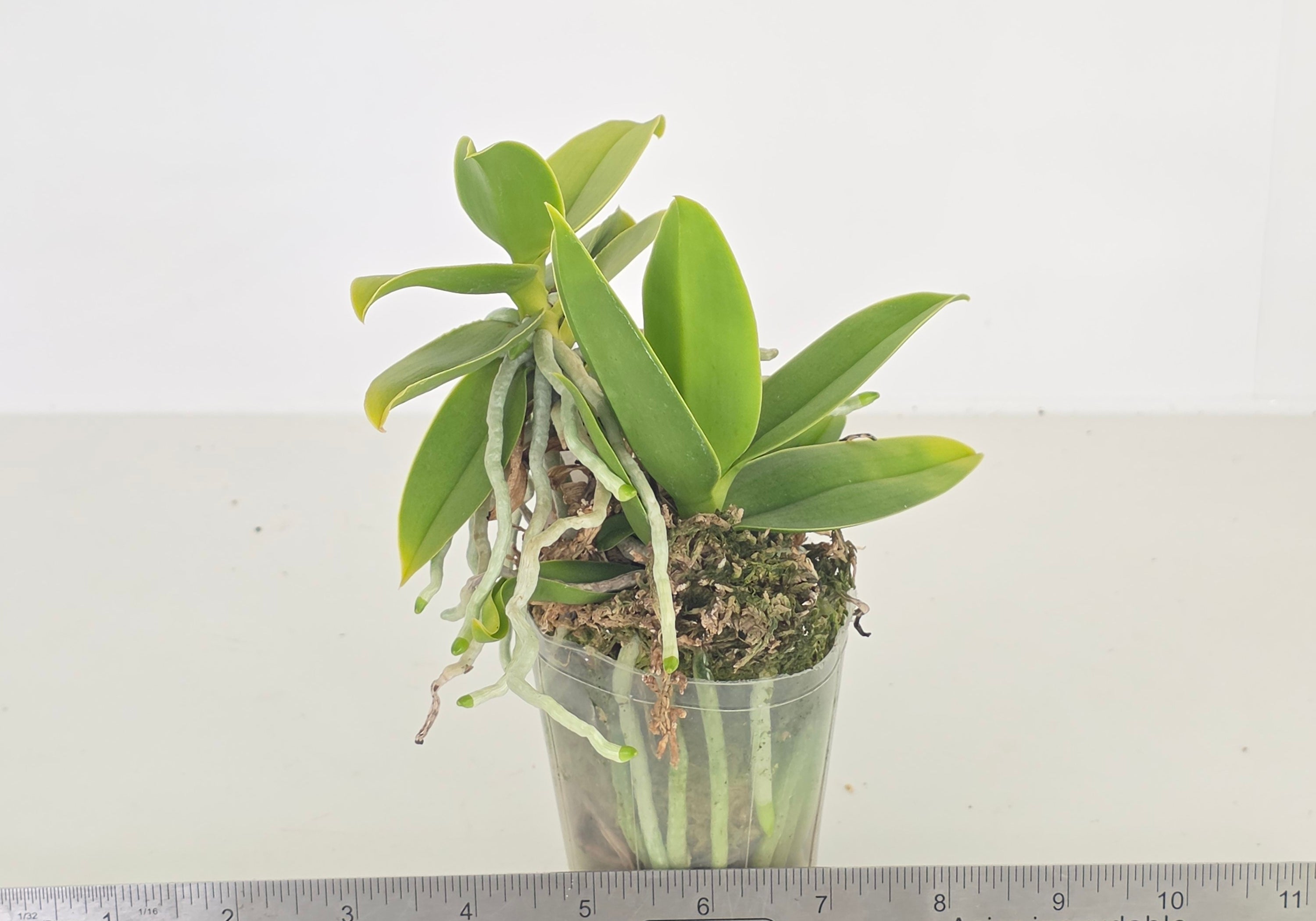 Phalaenopsis pulcherrima f. coerulea (x sib.)