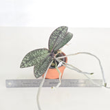Phal. stuartiana x sib