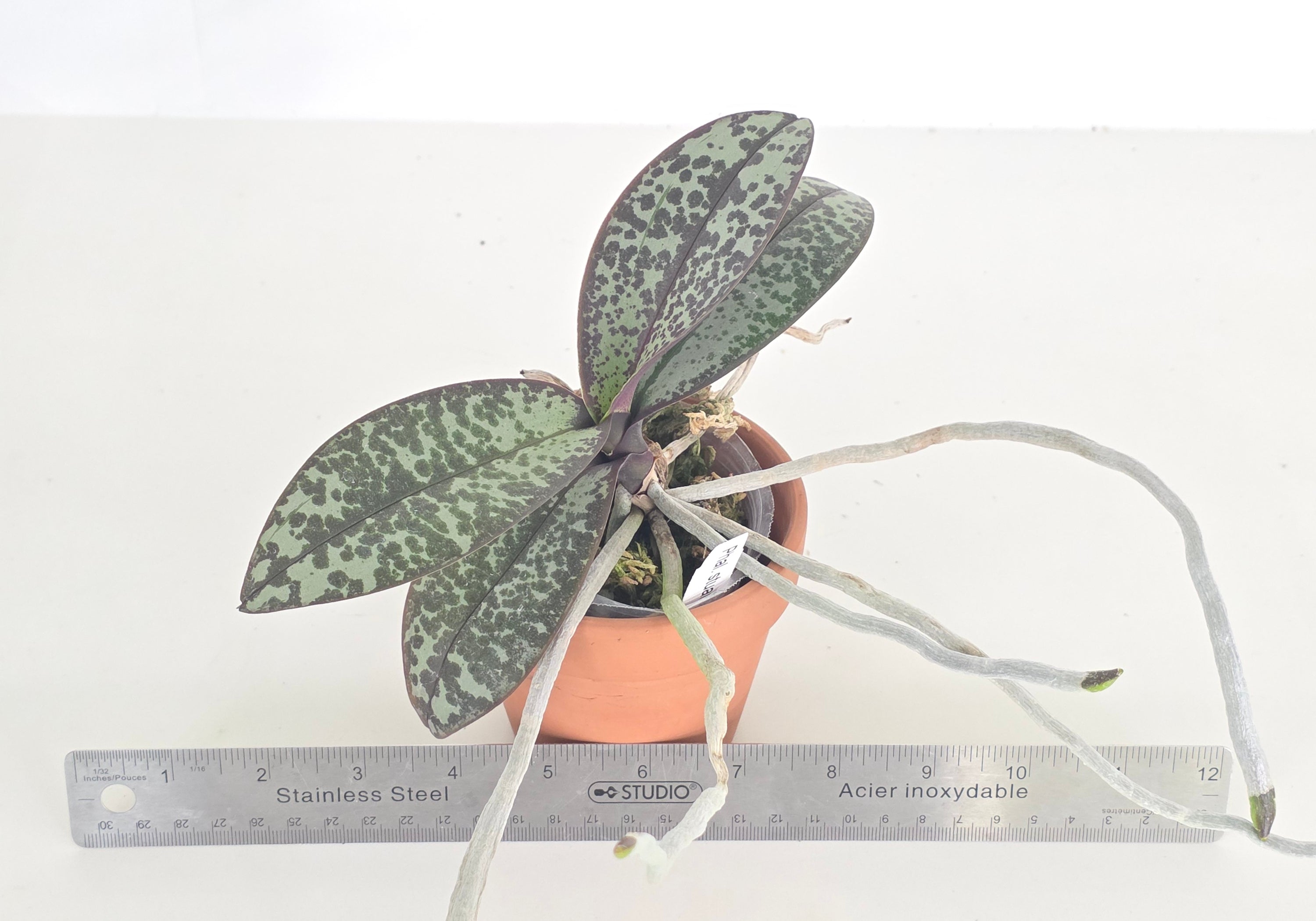 Phal. stuartiana x sib