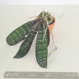 Phal schilleriana x sib. (Large plants)
