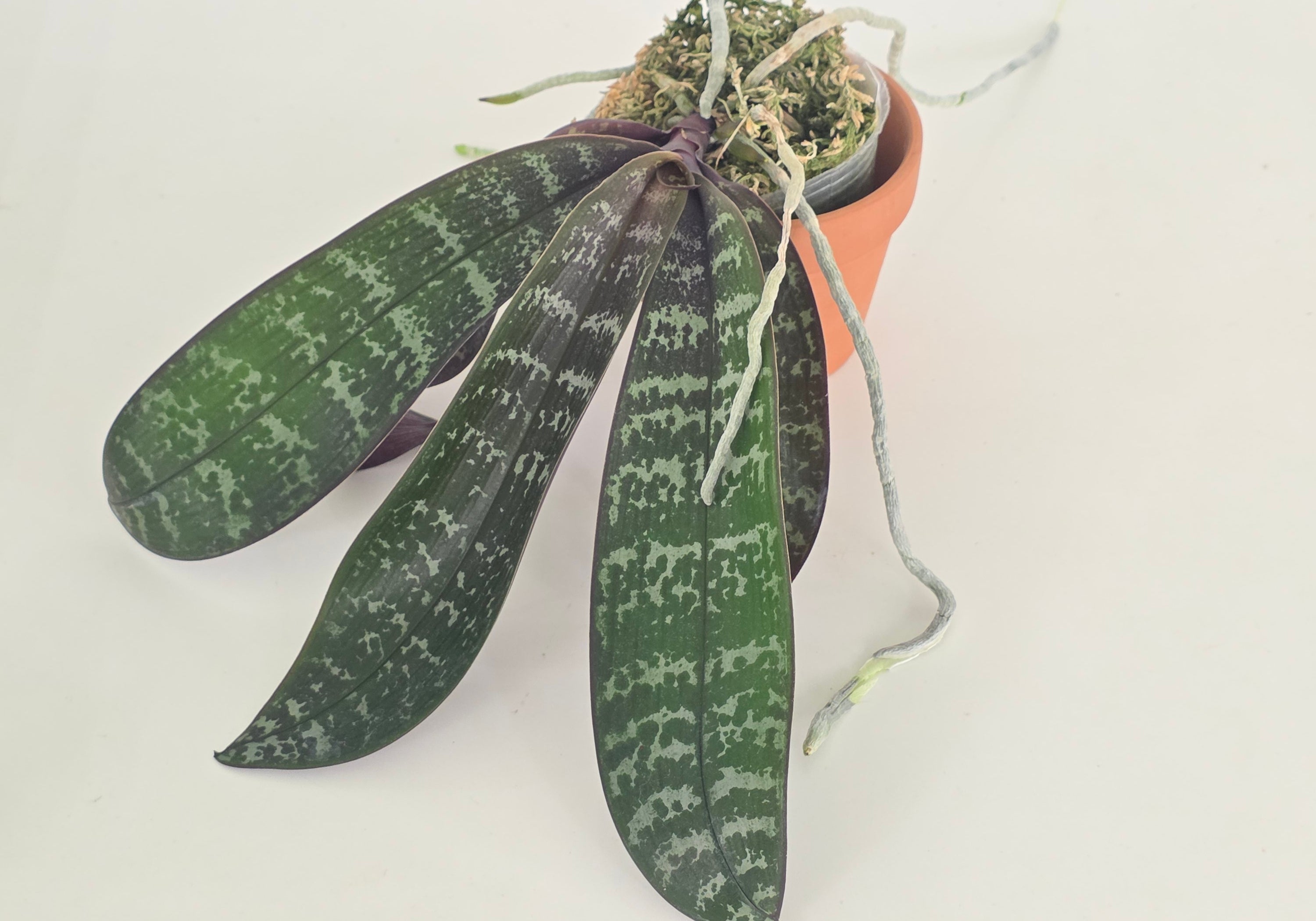 Phal schilleriana x sib. (Large plants)