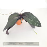 Phal. Wiganiae (schilleriana x stuartiana) XL Plants