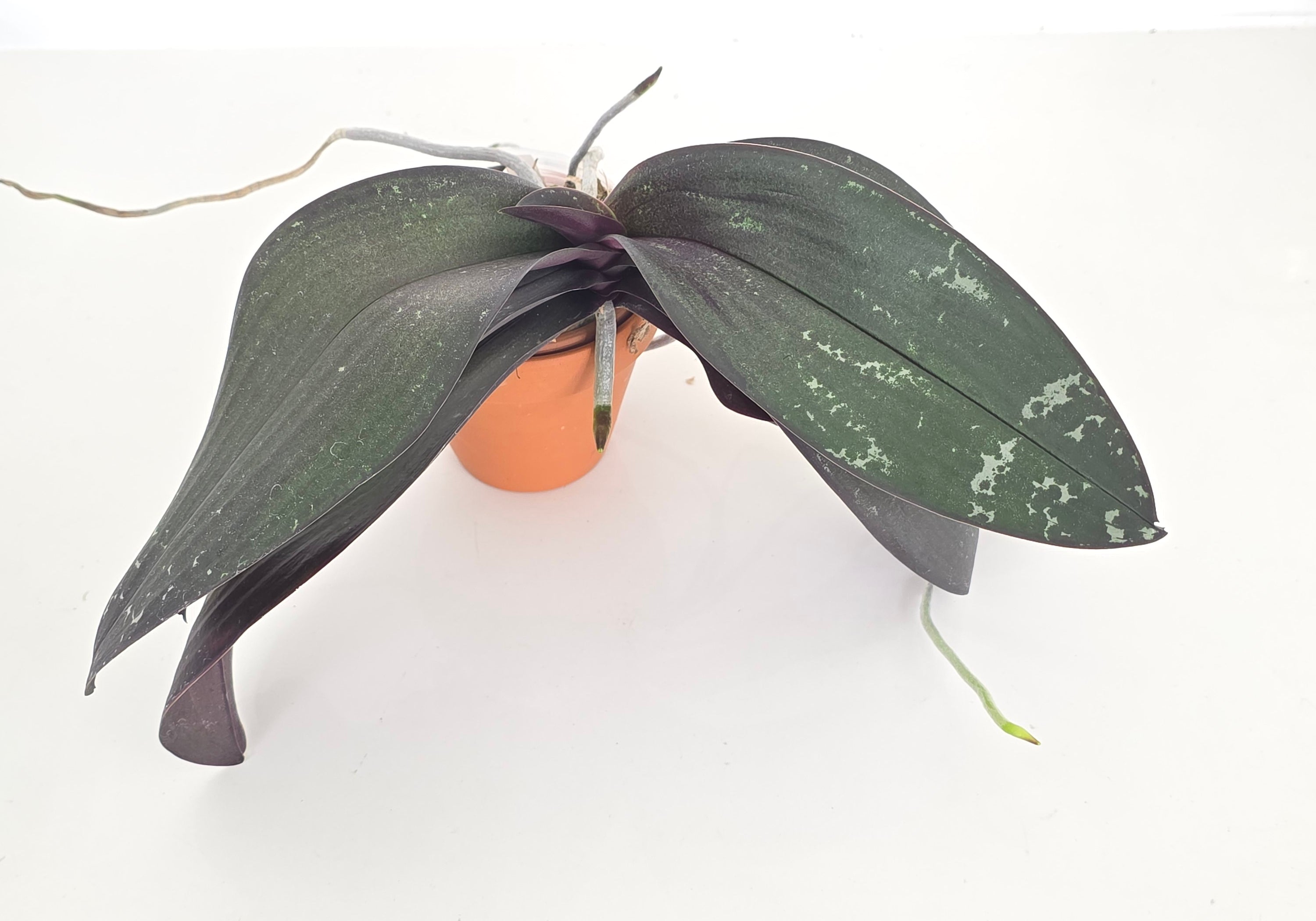 Phal. Wiganiae (schilleriana x stuartiana) XL Plants