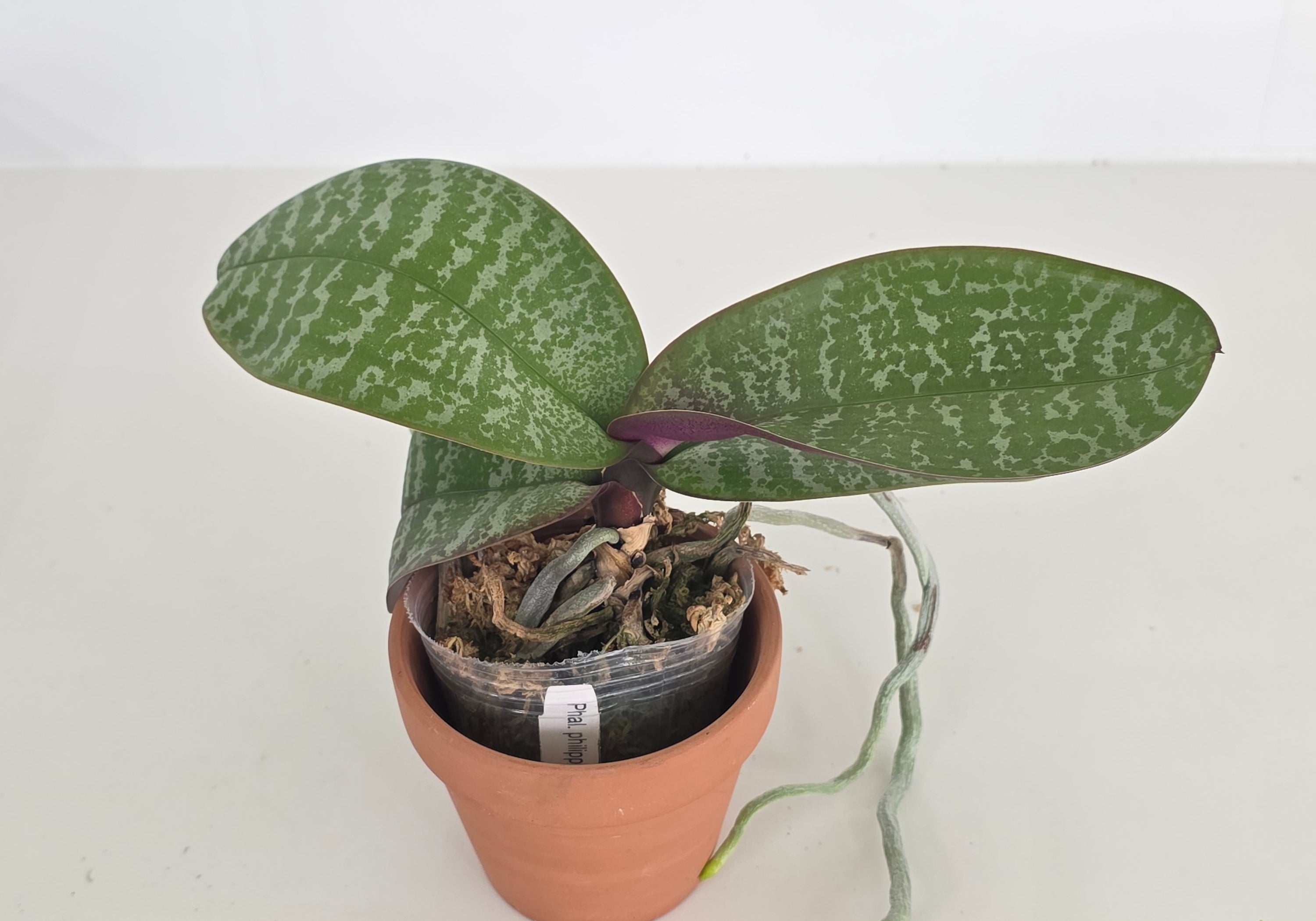 Phalaenopsis philippinensis