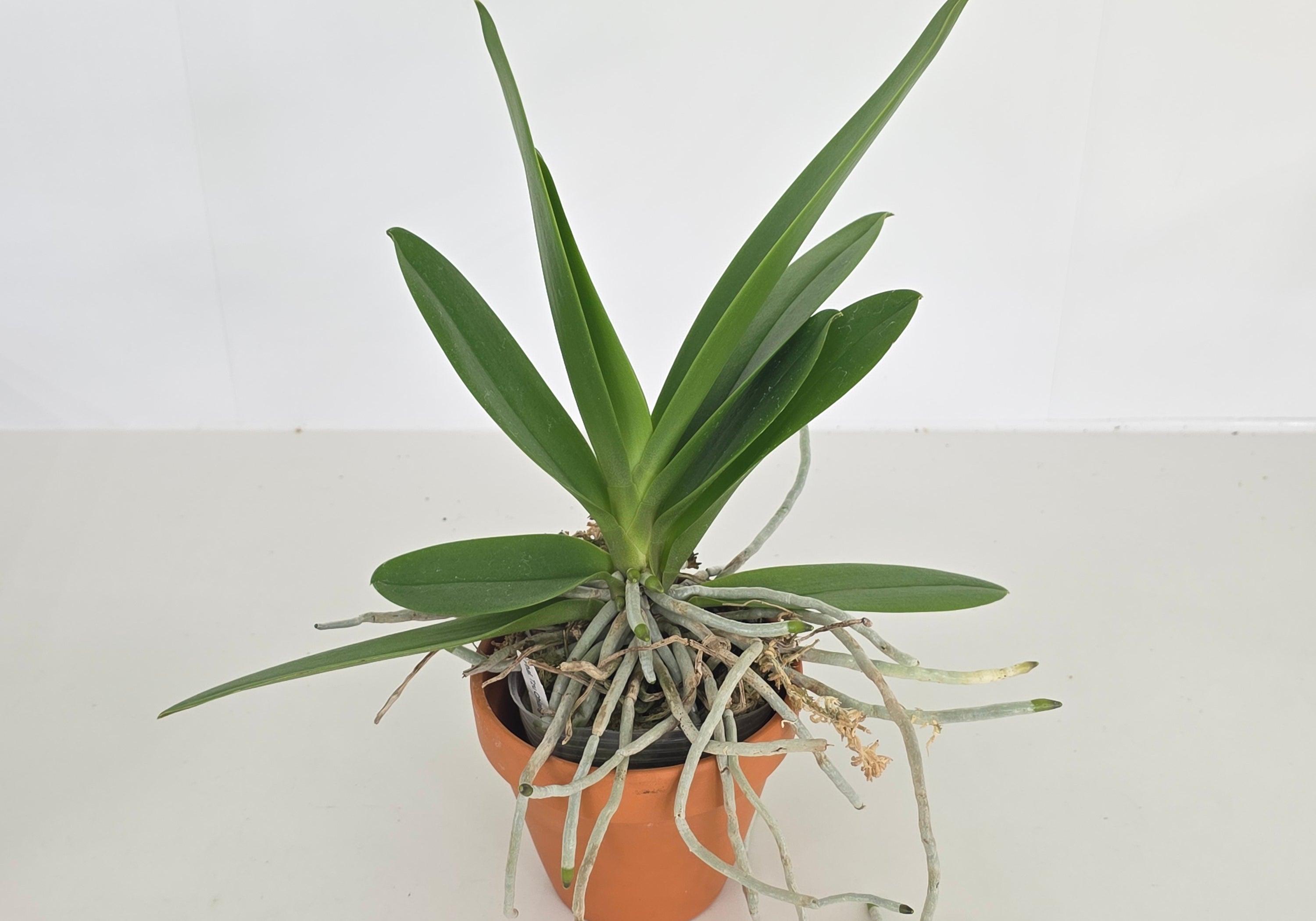 Phal. Tzu Chiang Sapphire 'Deep Purple'