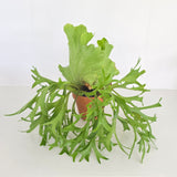 Platycerium Kitshakood (Large Plant)