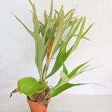 Platycerium Alcicorne Africa (Large Plant)
