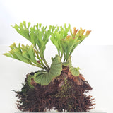 Platycerium ridleyi (Large plant)