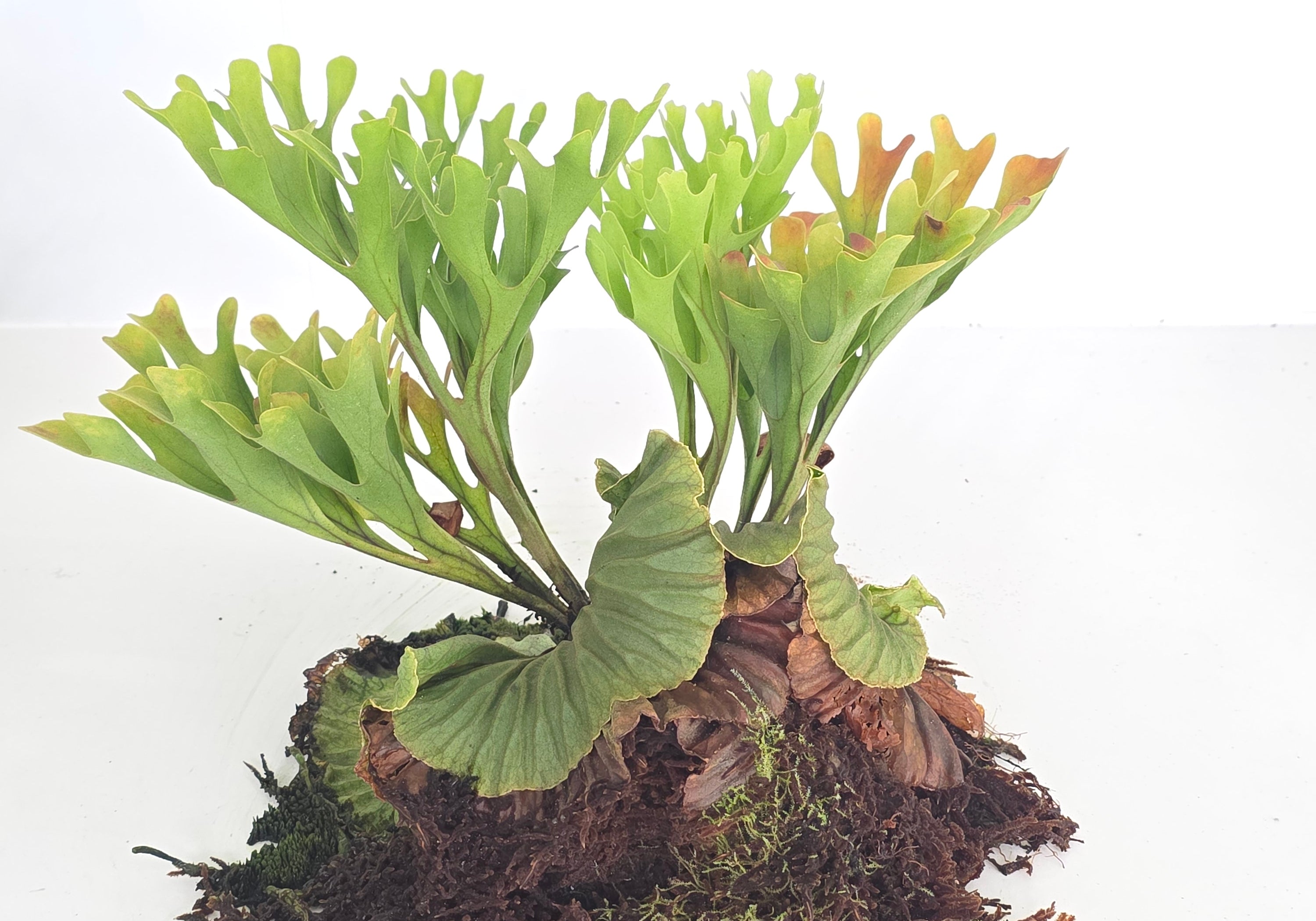 Platycerium ridleyi (Large plant)