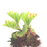 Platycerium ridleyi (Large plant)