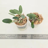 Dendrobium jenkinsii