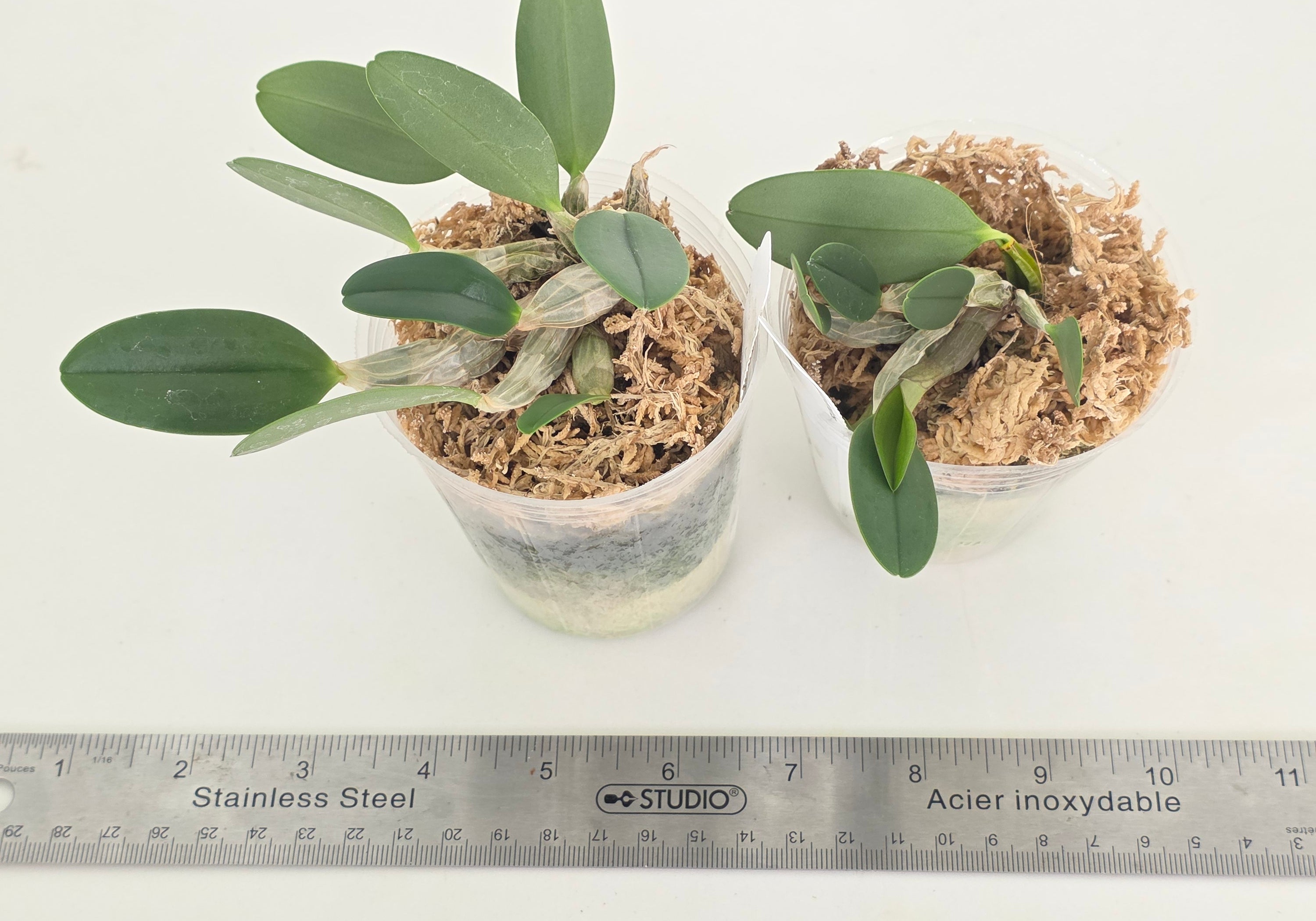 Dendrobium jenkinsii