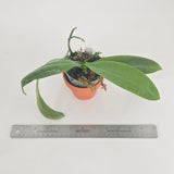 Phal. Telu