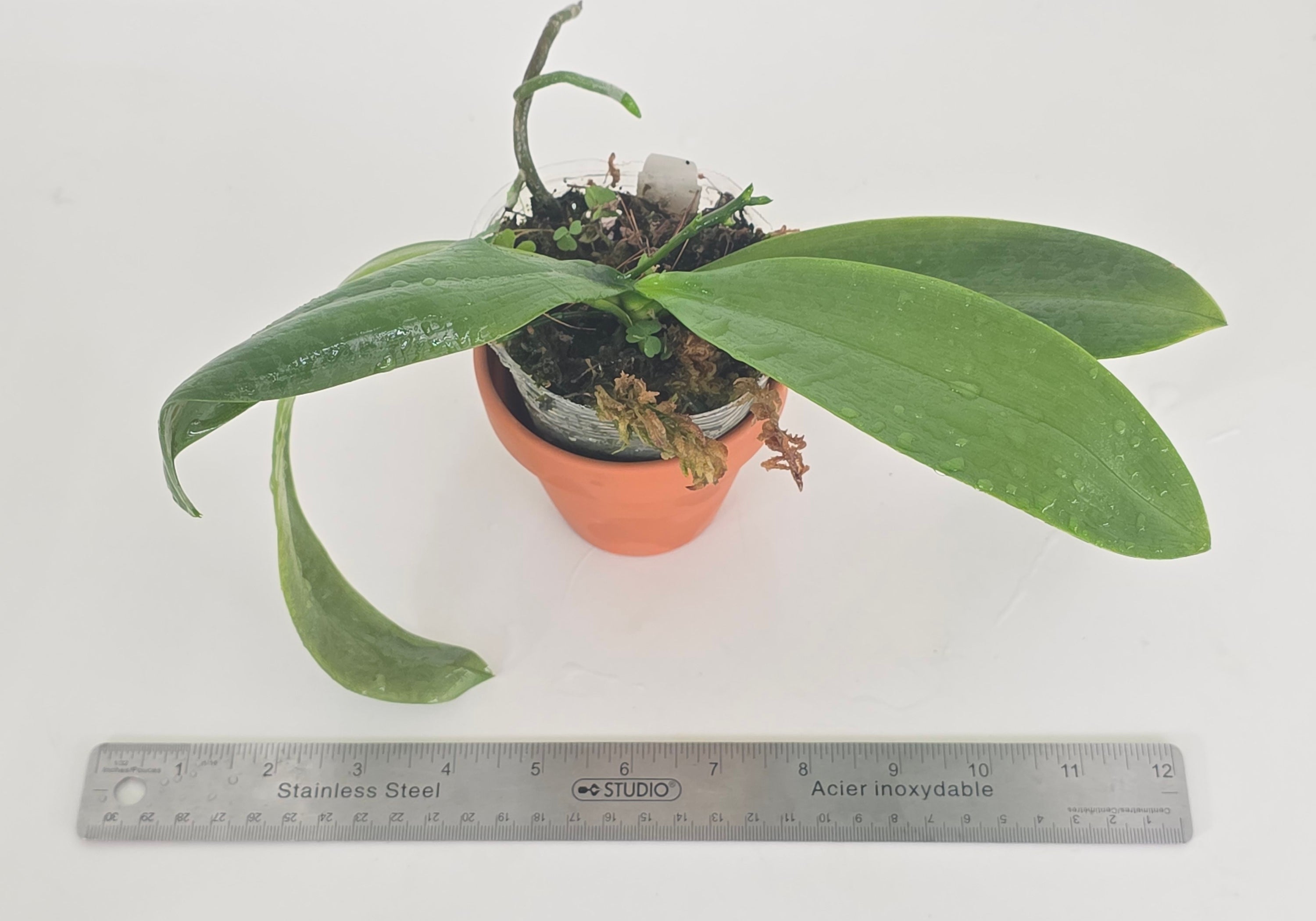 Phal. Telu