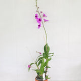 Dendrobium bigibbum x Pink Pixie