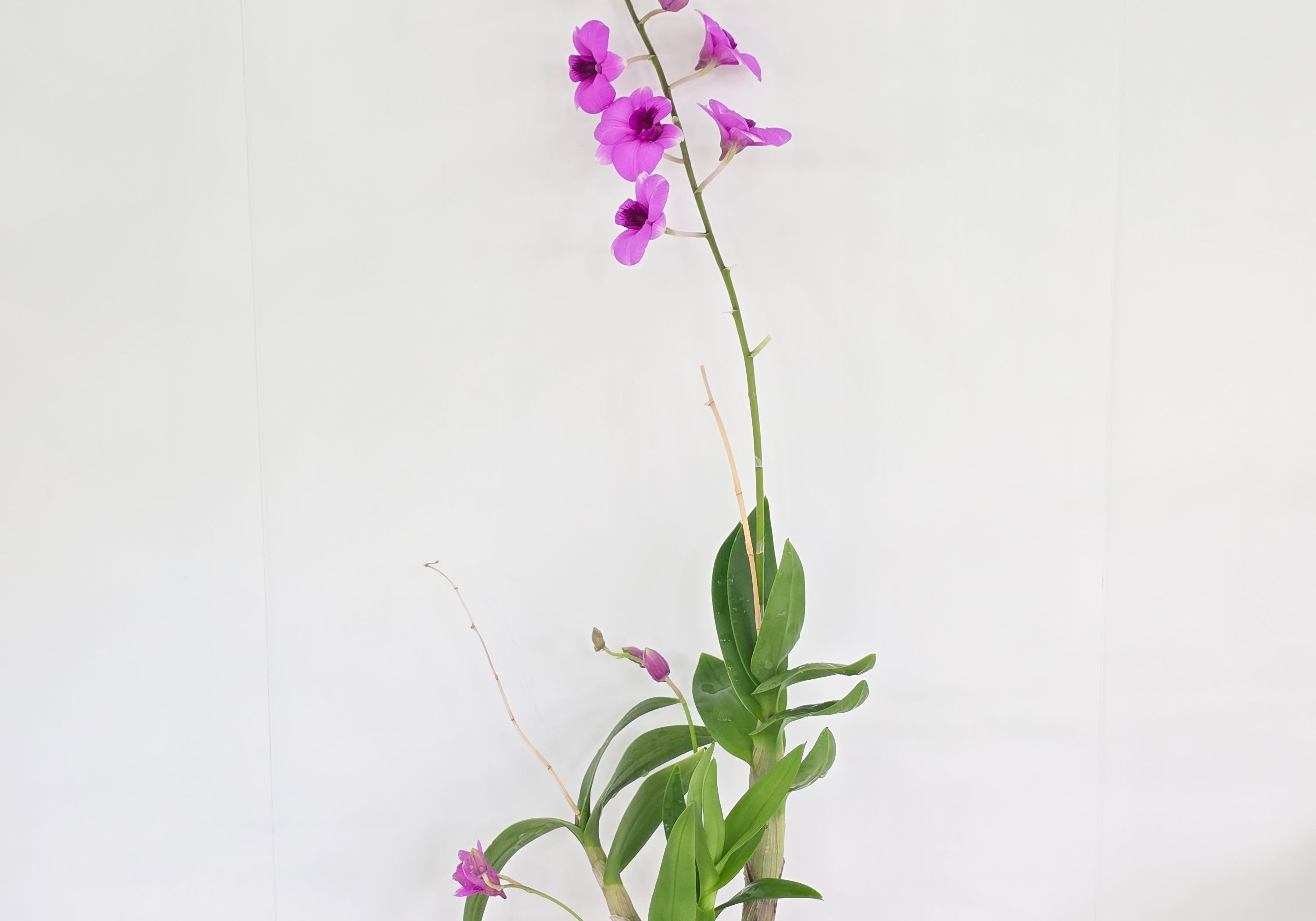 Dendrobium bigibbum x Pink Pixie