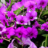Dendrobium bigibbum x Pink Pixie