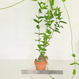 Hoya densifloria