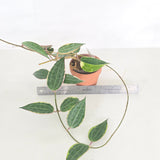 Hoya macrophylla, variegated