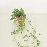 Dischidia major 'Rattle Skulls'