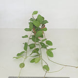 Hoya elliptica