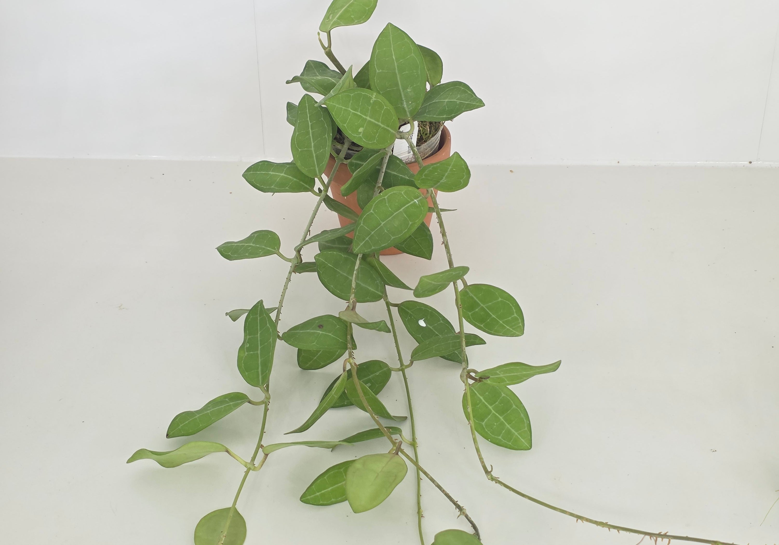 Hoya elliptica